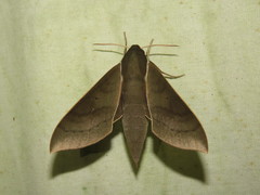 Xylophanes porcus