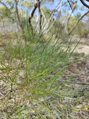 Acacia viscidula