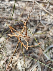 Acacia viscidula