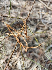 Acacia viscidula