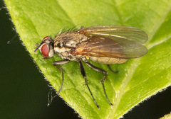 Hydrophoria lancifer