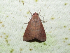 Anomis illita
