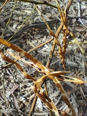 Acacia viscidula