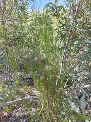 Acacia viscidula