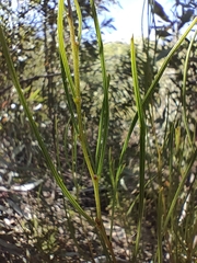 Acacia viscidula