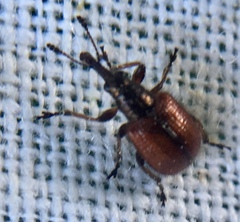 Tatianaerhynchites aequatus