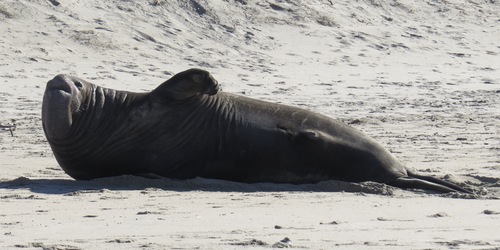 Northern Elephant Seal photographed in California
