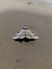 Lepidoptera