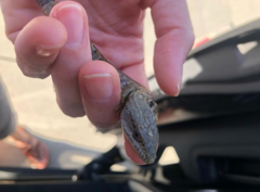 Elgaria multicarinata