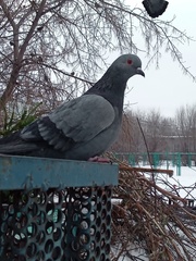 Columba livia domestica