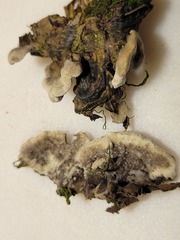 Thelephora cuticularis