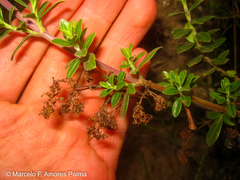 Valeriana microphylla
