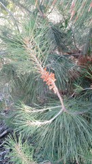 Pinus