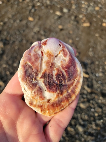 Giant Rock Scallop
