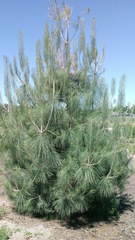 Pinus