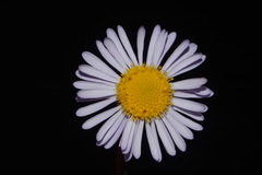 Erigeron ursinus