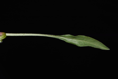 Image of Erigeron ursinus by (c) Brian Finzel, some rights reserved (CC BY-SA)