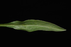 Erigeron ursinus