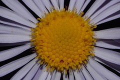 Erigeron ursinus
