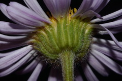 Erigeron ursinus