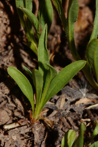 Image of Erigeron ursinus by (c) Brian Finzel, some rights reserved (CC BY-SA)