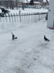 Columba livia domestica