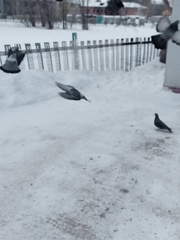 Columba livia domestica
