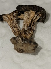 Bresadolia craterella