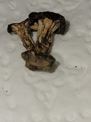 Bresadolia craterella