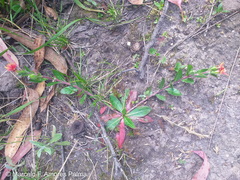 Oenothera epilobiifolia