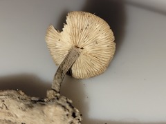 Collybiopsis dichroa