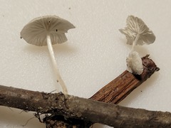 Marasmiellus rhizomorphigenus