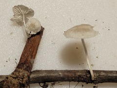 Marasmiellus rhizomorphigenus