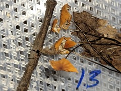 Marasmius fulvoferrugineus