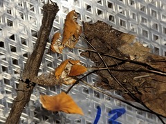 Marasmius fulvoferrugineus