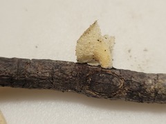 Bresadolia craterella