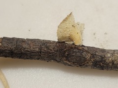 Bresadolia craterella