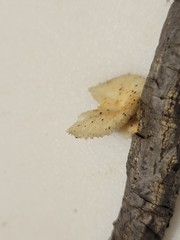 Bresadolia craterella