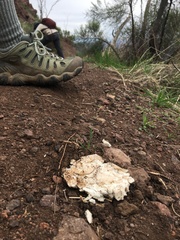 Calvatia fragilis