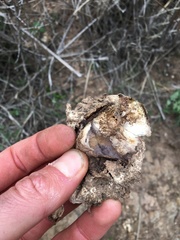 Calvatia fragilis