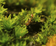 Tetramorium simillimum