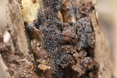 Collaria arcyrionema