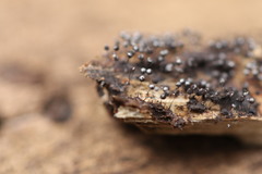 Collaria arcyrionema