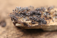 Collaria arcyrionema