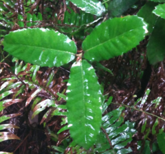 Notholithocarpus