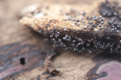 Collaria arcyrionema