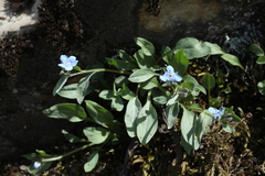 Omphalodes rupestris lojkae