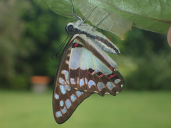 Graphium eurypylus