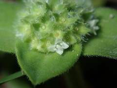 Richardia humistrata