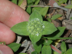 Richardia humistrata